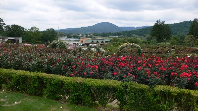 P1160618_resize1