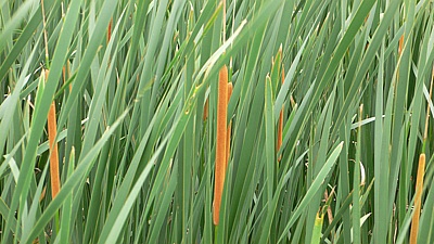 42a081d8.jpg