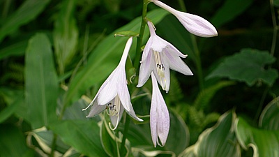 bb589396.jpg