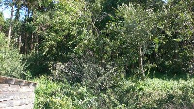 P1230256_resize1