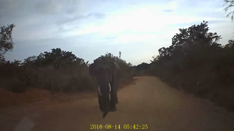 Elephant Attack