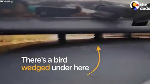 Freezing Bird trapped on a car roof