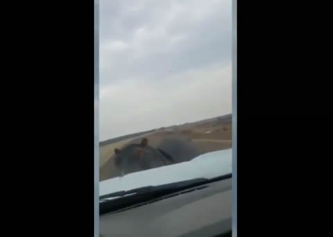 hippo charges into car