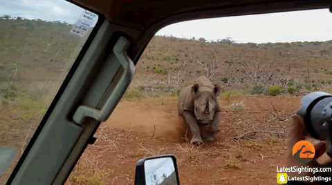 Black Rhino Charges Car