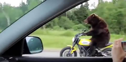 bear_biker