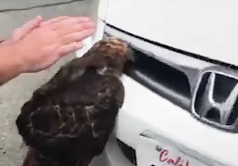 Hawk Stuck In Car Grille