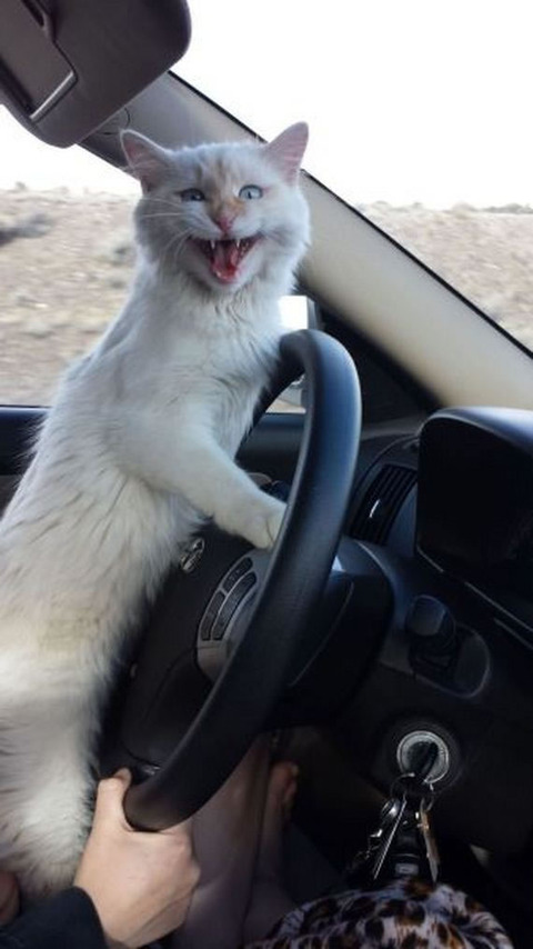 cat_drive