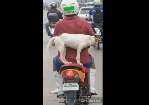Biker Dangerously Carries Dog