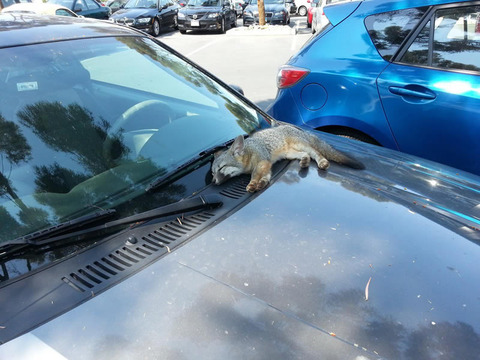 fox_parking