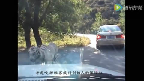 Tiger tears off a car’s bumper