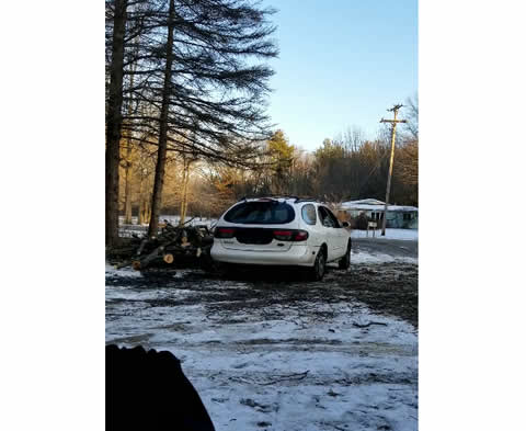 Car Pulverized by Falling Tree