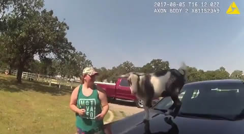 Naughty goat jumps on police car and refuses to get down
