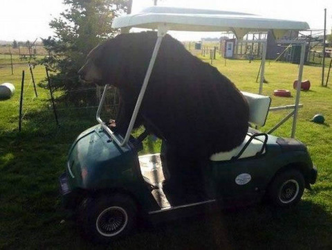 bear_golfcart