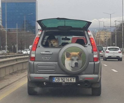 car_dog