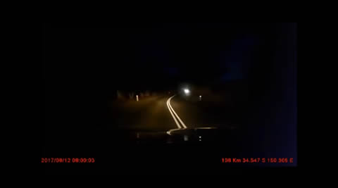 Cows Jump at Car