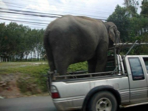 elephant_move