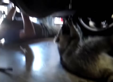 Raccoon mechanic