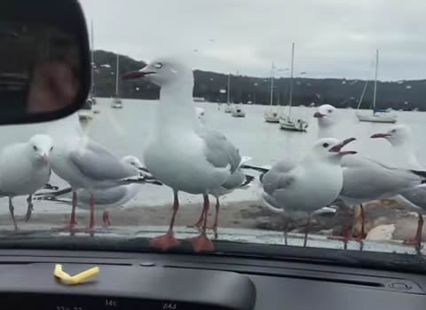 Seagulls Desperate Attempt At Eating Fries