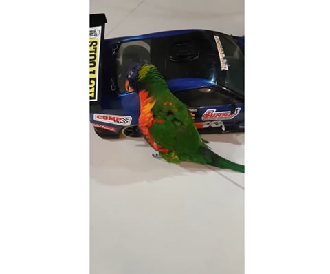 Bird Rides RC Car