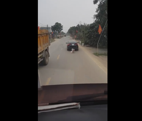 Pig Escapes from Trunk