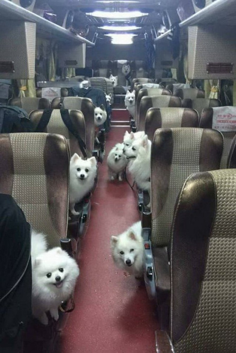 bus_dogs