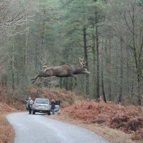 Deer jumps