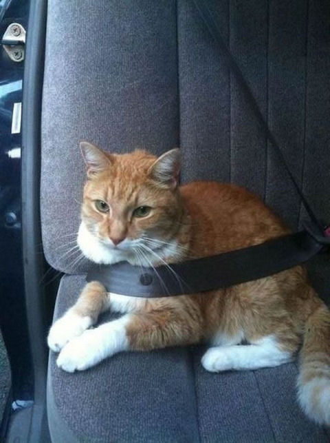 cat_seatbelt