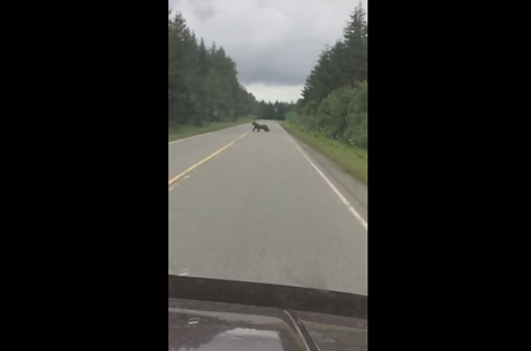 Bear Charges Car in Alaska