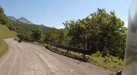 touring_bear