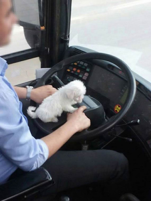 bus_driver_pet