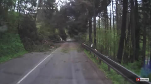 Trees Spontaneously Fall on Driver Causing Panic