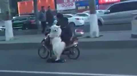 Dog rides scooter alongside owner on his motorcycle
