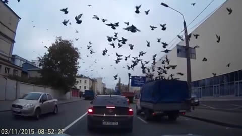 Pigeons_attack Car