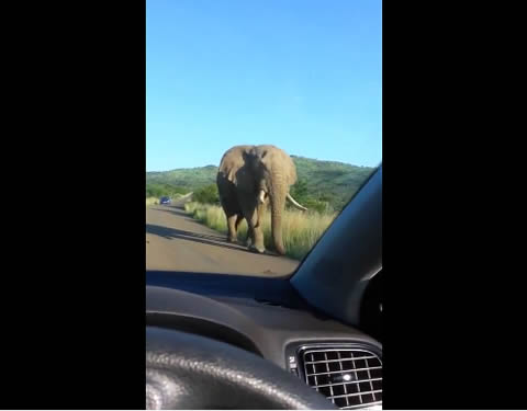 Elephant encounter results in crushed windscreen