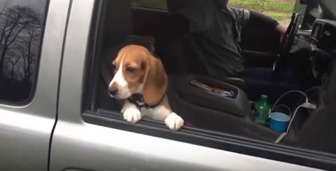 Beagle_Puppy_Hangs_on_Car_Window