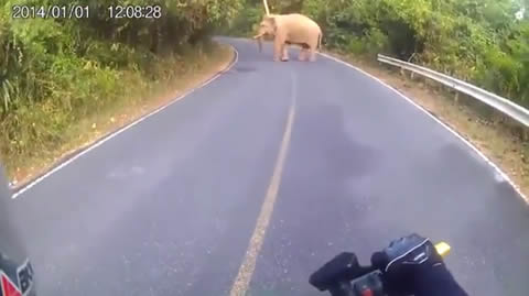 meet an Elephant while riding your Motorcycle