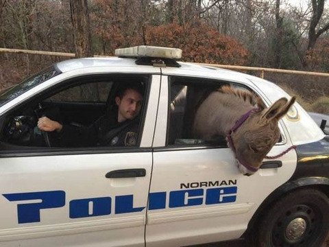 donkey to a police car