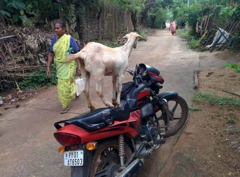 goat_bike