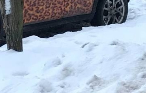 leopard pattern_s