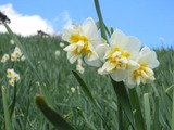 Suisenyaezaki