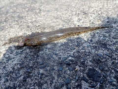 P6261049