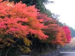 比叡山延暦寺 紅葉 横川駐車場