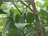 DSCN0983