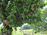 IMG_1575