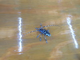 DSCN0984