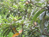 4b35a9ec.jpg