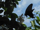 DSCN0982