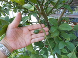 DSCN0871