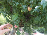 DSCN0683