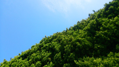 C植木と空1